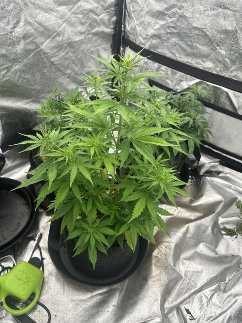 Frosteez Farmz Slurpeez Auto. Week 4