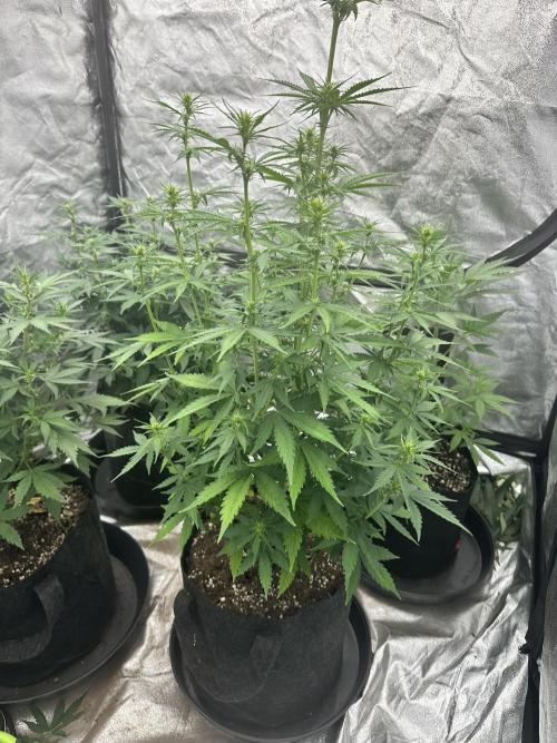 Frosteez Farmz Slurpeez Auto. Week 5
