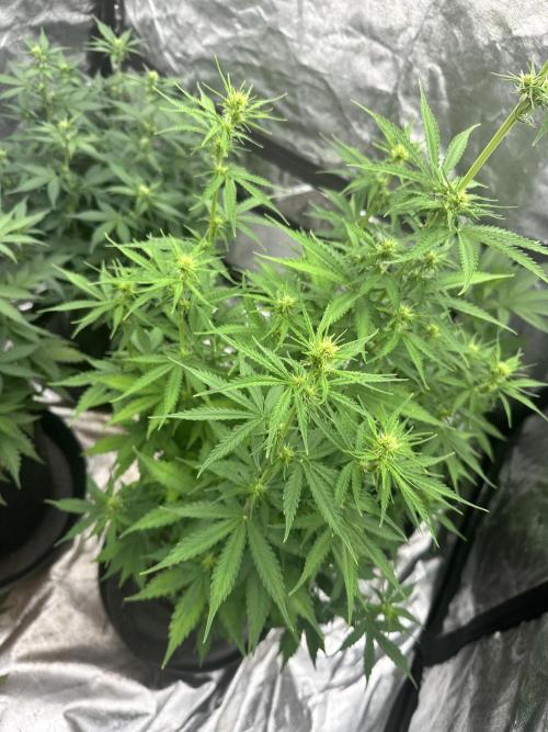 Frosteez Farmz Slurpeez Auto. Week 5