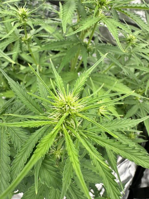 Frosteez Farmz Slurpeez Auto. Week 5