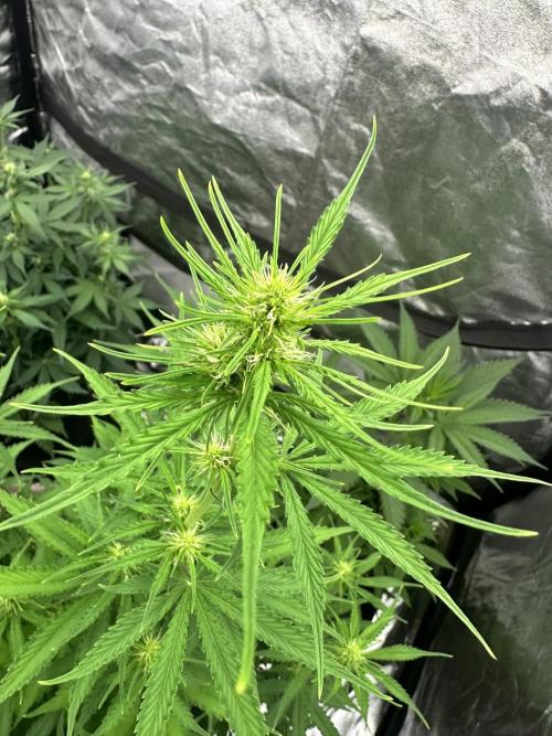 Frosteez Farmz Slurpeez Auto. Week 5