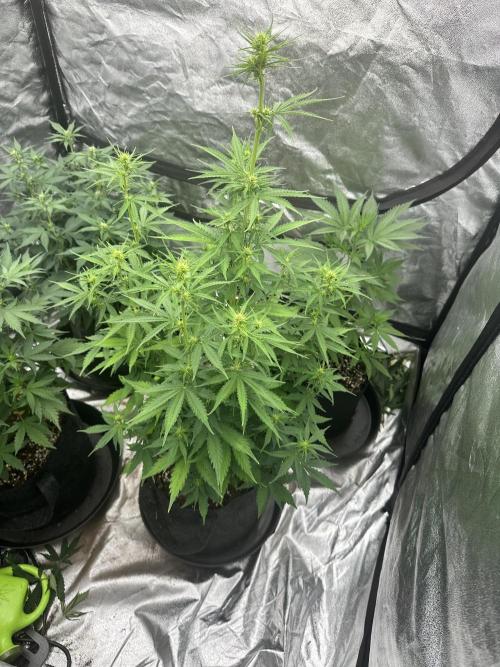 Frosteez Farmz Slurpeez Auto. Week 5