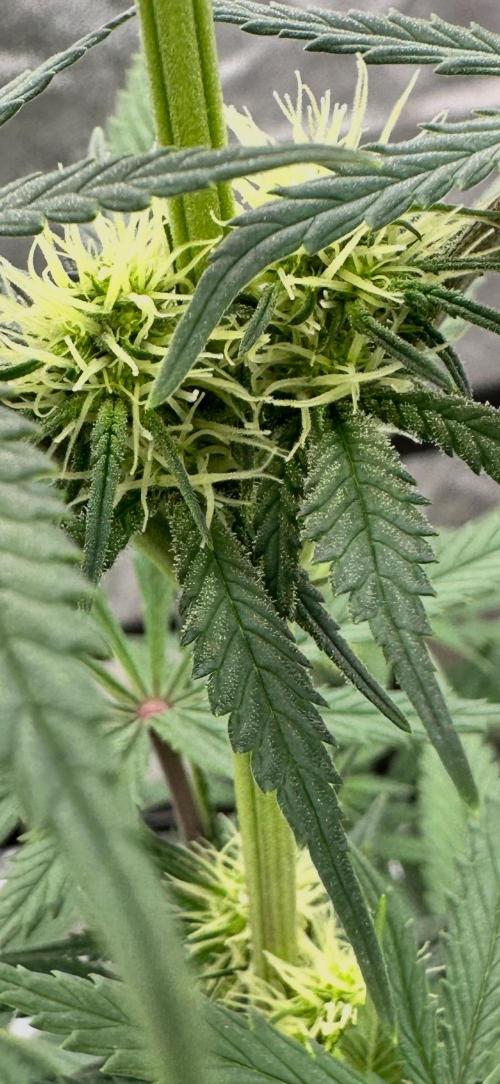 Frosteez Farmz Slurpeez Auto. Week 5