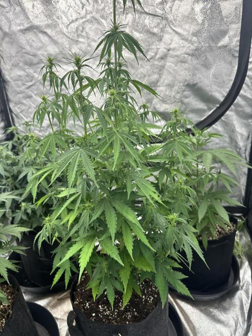 Frosteez Farmz Slurpeez Auto. Week 5