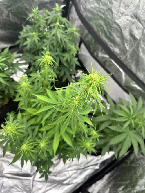 Frosteez Farmz Slurpeez Auto. Week 5