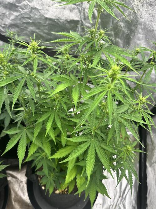 Frosteez Farmz Slurpeez Auto. Week 5