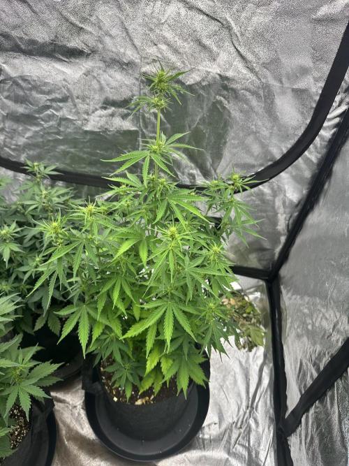 Frosteez Farmz Slurpeez Auto. Week 5
