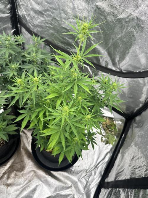 Frosteez Farmz Slurpeez Auto. Week 5