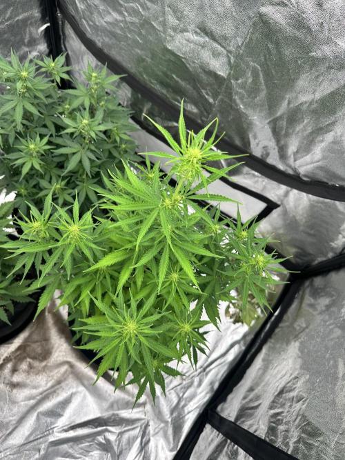 Frosteez Farmz Slurpeez Auto. Week 5
