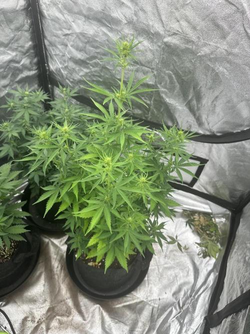 Frosteez Farmz Slurpeez Auto. Week 5