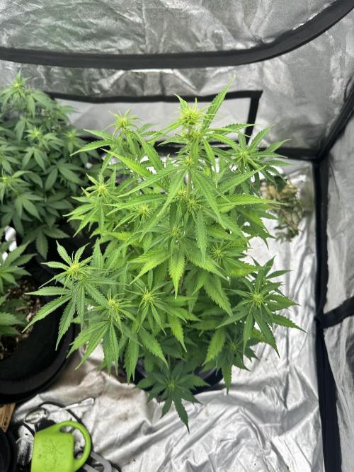 Frosteez Farmz Slurpeez Auto. Week 5