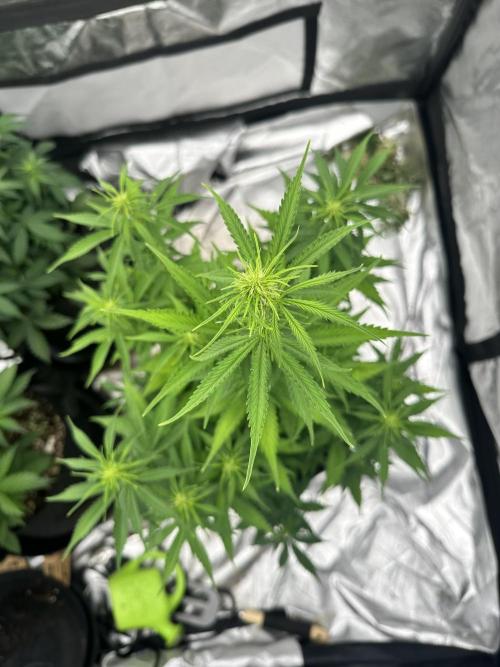 Frosteez Farmz Slurpeez Auto. Week 5
