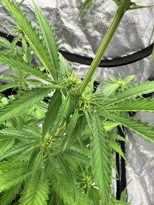 Frosteez Farmz Slurpeez Auto. Week 5