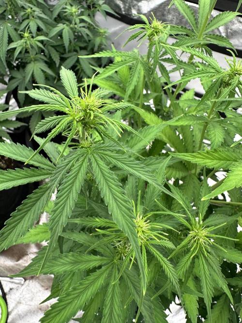 Frosteez Farmz Slurpeez Auto. Week 5