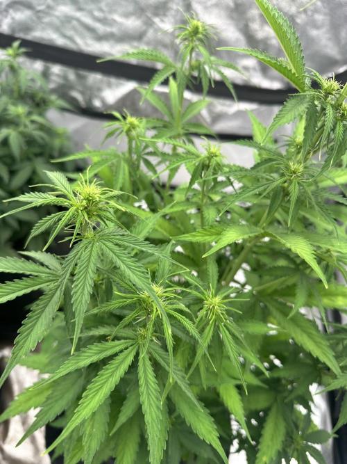 Frosteez Farmz Slurpeez Auto. Week 5