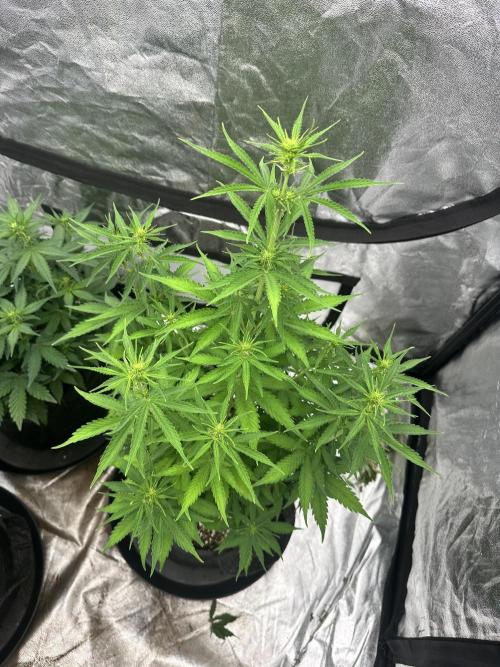 Frosteez Farmz Slurpeez Auto. Week 5