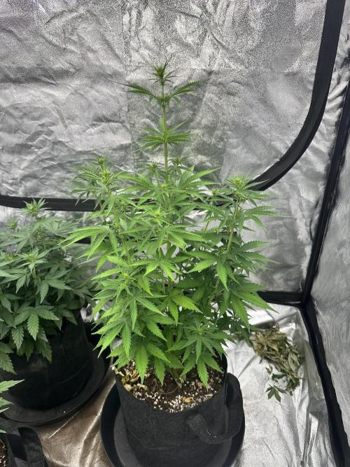 Frosteez Farmz Slurpeez Auto. Week 5