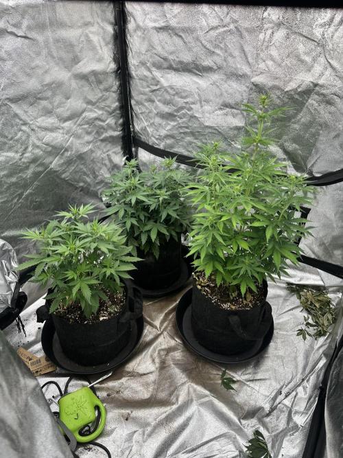Frosteez Farmz Slurpeez Auto. Week 5