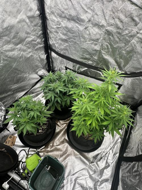 Frosteez Farmz Slurpeez Auto. Week 5