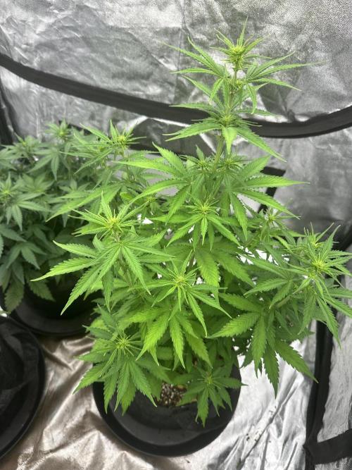 Frosteez Farmz Slurpeez Auto. Week 5