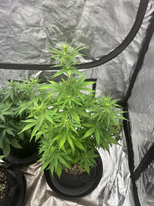 Frosteez Farmz Slurpeez Auto. Week 5