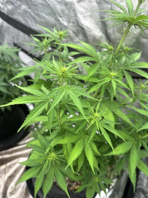 Frosteez Farmz Slurpeez Auto. Week 5