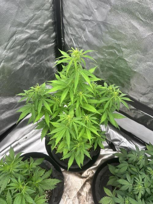 Frosteez Farmz Slurpeez Auto. Week 5
