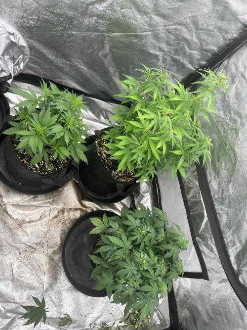 Frosteez Farmz Slurpeez Auto. Week 5