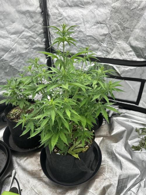 Frosteez Farmz Slurpeez Auto. Week 5