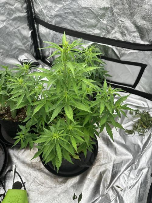Frosteez Farmz Slurpeez Auto. Week 5