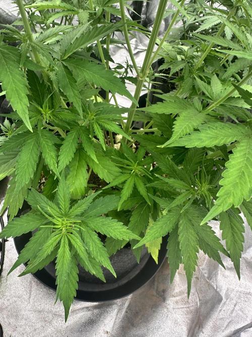 Frosteez Farmz Slurpeez Auto. Week 5