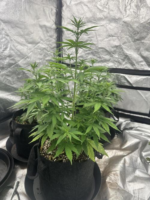 Frosteez Farmz Slurpeez Auto. Week 5