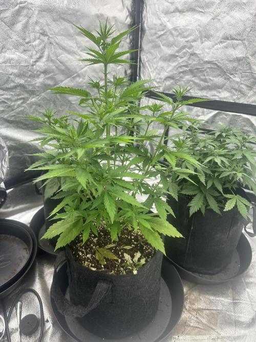 Frosteez Farmz Slurpeez Auto. Week 5