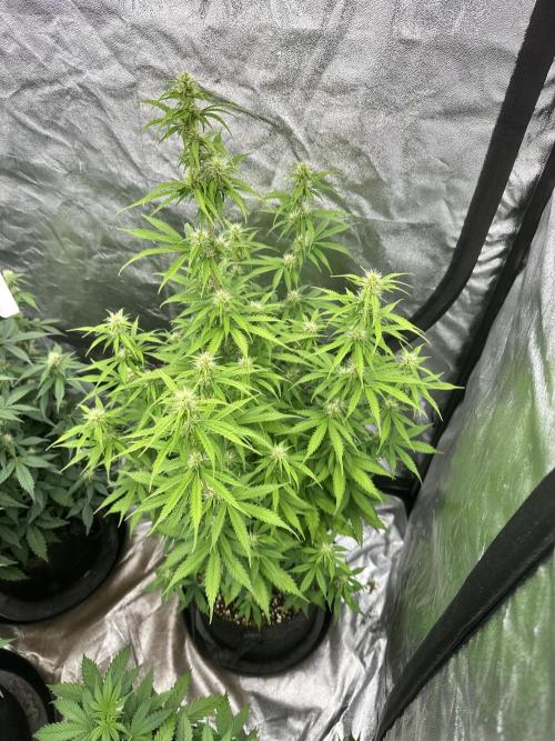 Frosteez Farmz Slurpeez Auto. Week 6