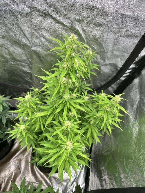 Frosteez Farmz Slurpeez Auto. Week 6