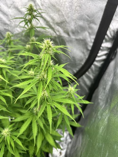 Frosteez Farmz Slurpeez Auto. Week 6