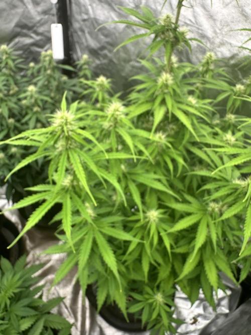 Frosteez Farmz Slurpeez Auto. Week 6