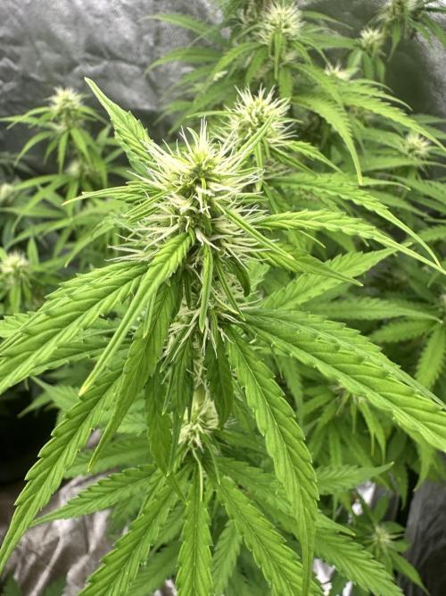 Frosteez Farmz Slurpeez Auto. Week 6