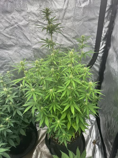 Frosteez Farmz Slurpeez Auto. Week 6