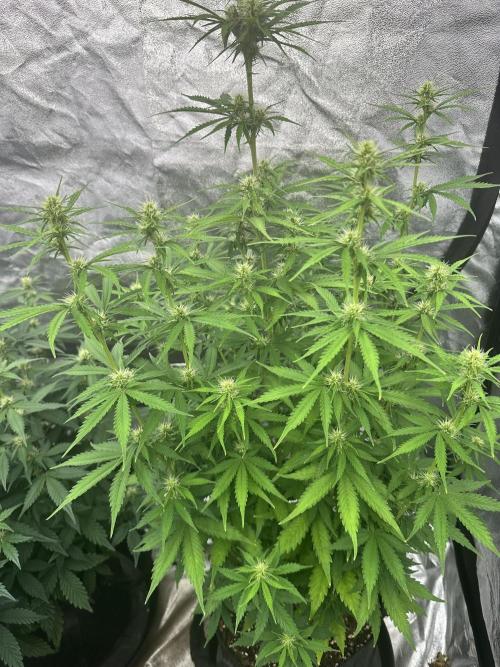 Frosteez Farmz Slurpeez Auto. Week 6