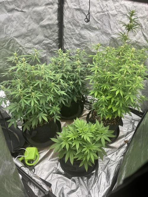 Frosteez Farmz Slurpeez Auto. Week 6