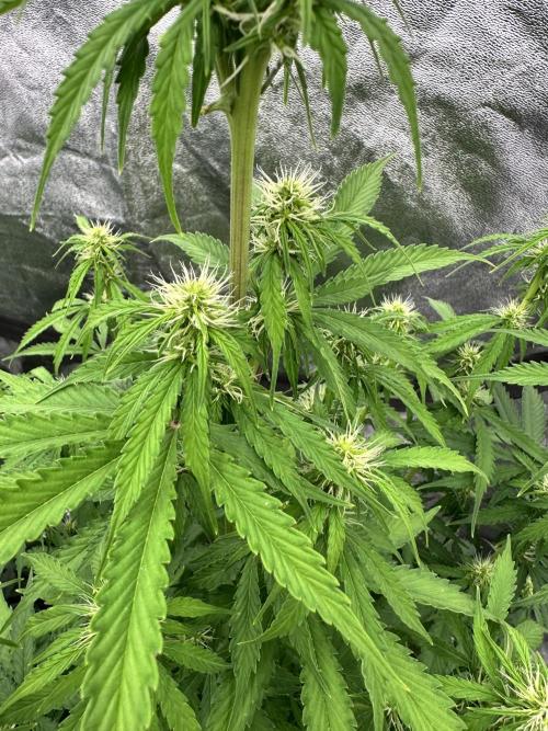 Frosteez Farmz Slurpeez Auto. Week 6