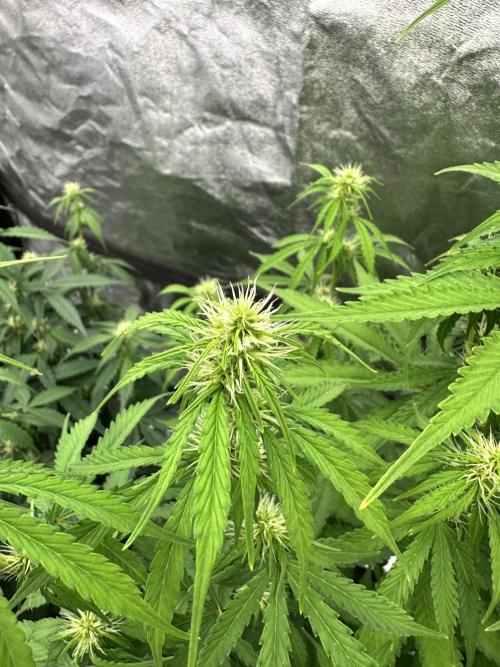 Frosteez Farmz Slurpeez Auto. Week 6