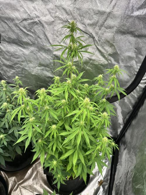 Frosteez Farmz Slurpeez Auto. Week 6
