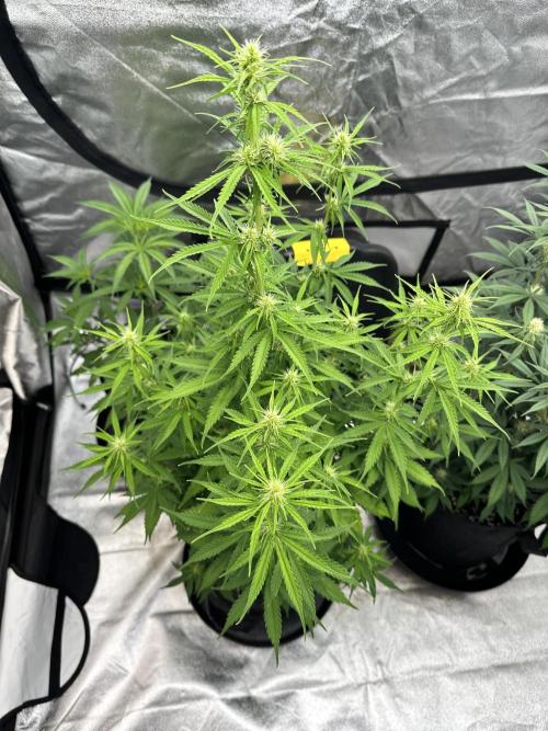 Frosteez Farmz Slurpeez Auto. Week 6