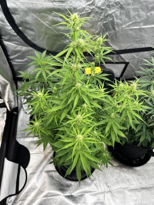 Frosteez Farmz Slurpeez Auto. Week 6