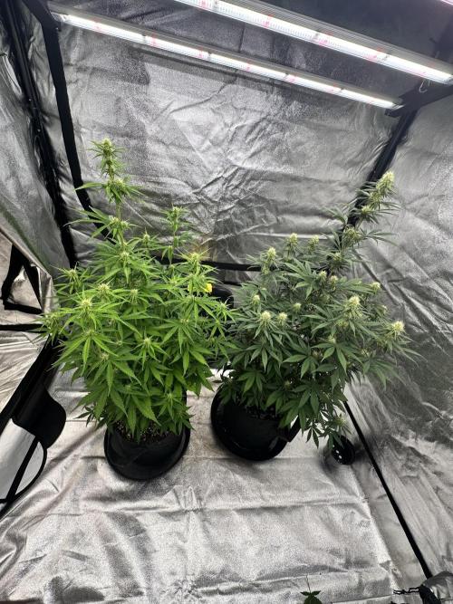 Frosteez Farmz Slurpeez Auto. Week 6