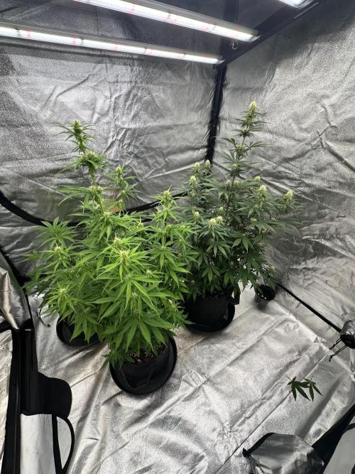 Frosteez Farmz Slurpeez Auto. Week 6