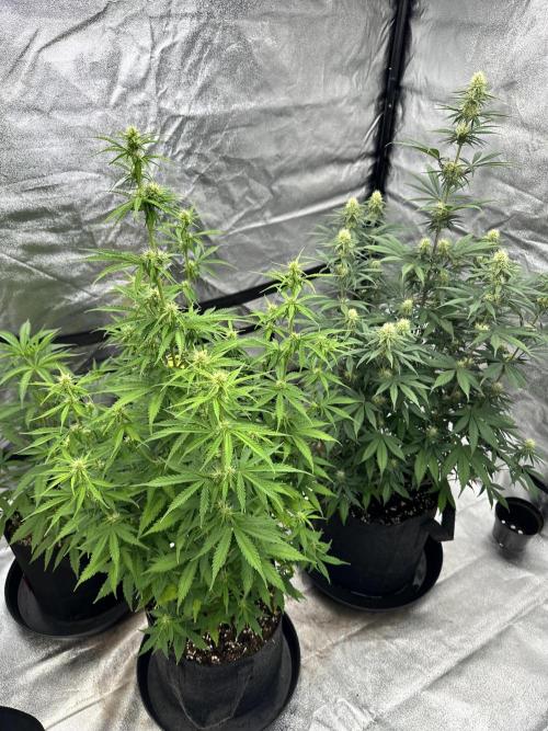 Frosteez Farmz Slurpeez Auto. Week 6