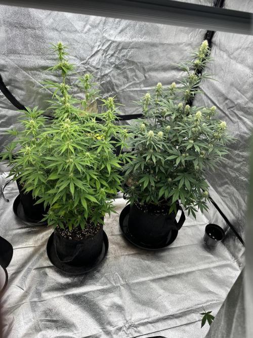 Frosteez Farmz Slurpeez Auto. Week 6